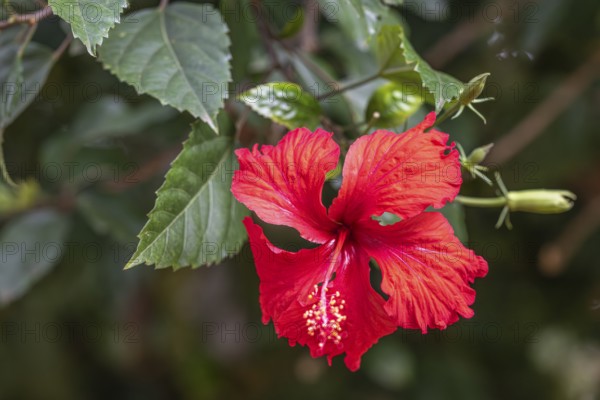 Red Hibiscus Flower (Hibiscus), Ziwa Rhino Sanctuary, Uganda