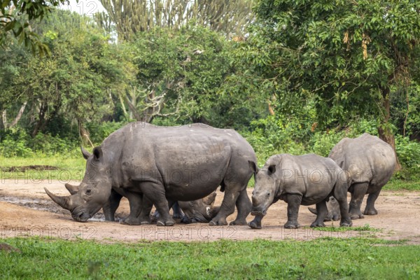 Southern white rhino (Ceratotherium simum simum), several animals at a watering hole, Ziwa Rhino Sanctuary, Uganda