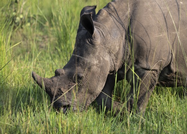 Southern white rhino (Ceratotherium simum simum), Ziwa Rhino Sanctuary, Uganda