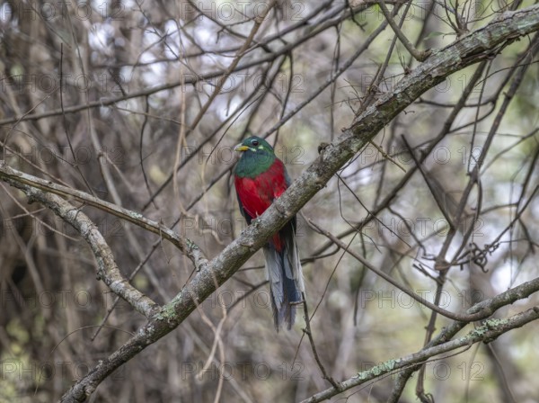 Narinatrogon (Apaloderma narina) sitting in a tree, Ziwa Rhino Sanctuary, Uganda