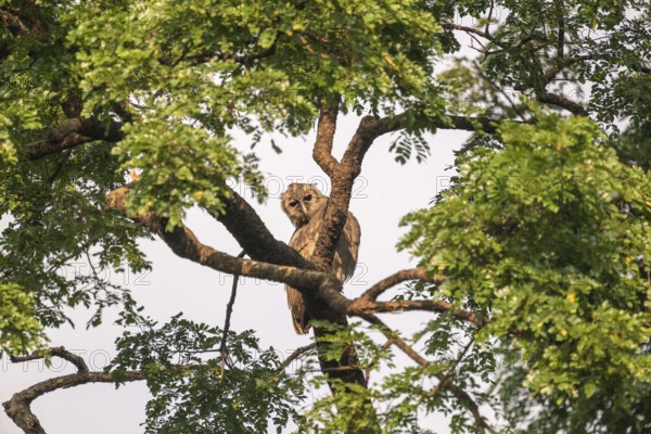 Blassuhu (Bubo lacteus) sitting in acacia tree, Ziwa Rhino Sanctuary, Uganda