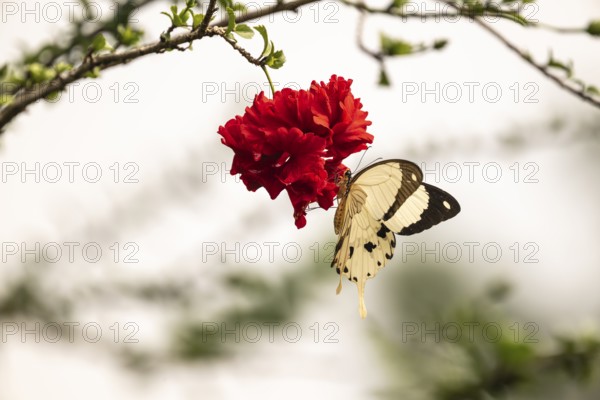 African swallowtail (Papilio dardanus) on red flower, Ziwa Rhino Sanctuary, Uganda