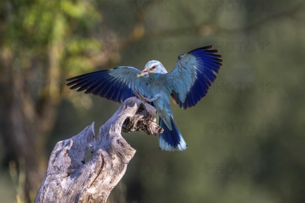 Blue racke (Coracias garrulus), bird, approaching tree trunk, Kiskunsag National Park, Hungary