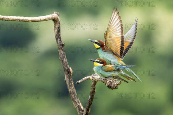 Bee-eater (Merops apiaster), birds copulating on branches, Ormoz, Slovenia