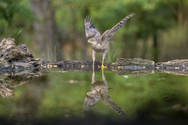 Sparrowhawk (Accipter nisus), near waterhole, with reflection, Kiskunsag, Hungary