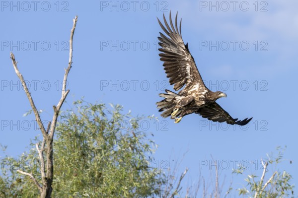 White-tailed eagle (Haliaeetus albicilla), bird, departing from Ast, Danube Delta, Romania