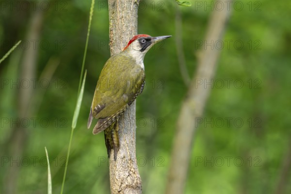 Greeting woodpecker (Picus viridis), female, sideways, on tree trunk, Kiskunsag National Park, Hungary