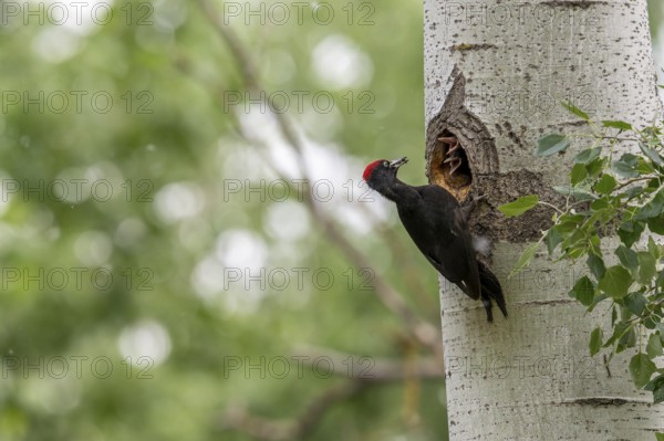 Black woodpecker (Dryocopus martius), male on a tree in front of nesting cave feeding young birds, Tiszaalpar, Hungary