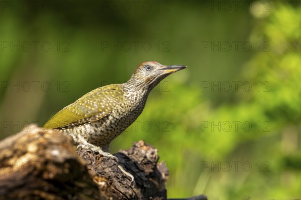 Greeting woodpecker (Picus viridis), bird, juvenile, sideways, on tree trunk, Kiskunsag National Park, Hungary