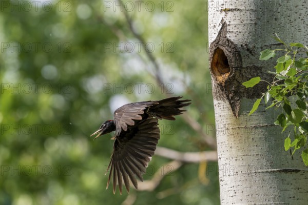 Black woodpecker (Dryocopus martius), male approaching a tree to the brood cave, Tiszaalpar, Hungary