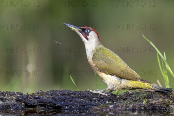 Greeting woodpecker (Picus viridis), bird, male, sideways, on tree trunk, Kiskunsag National Park, Hungary