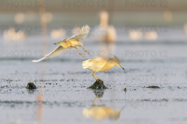 Egret (Ardeola ralloides), bird, in morning light, Danube Delta, Romania