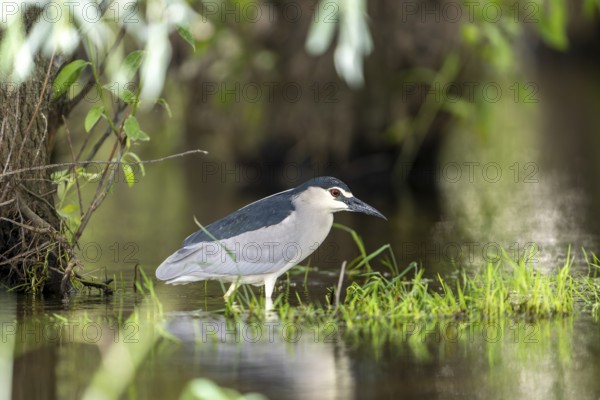 Night heron (Nycticorax nytricorax), bird, in water, Danube Delta Romania