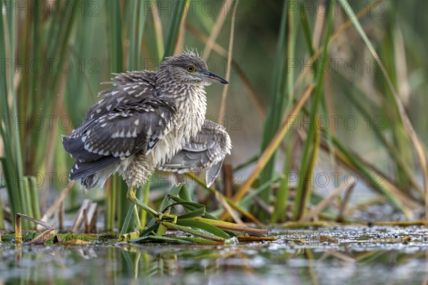 Night heron (Nycticorax nytricorax), juvenile, bird, in reeds, Kiskunsag National Park, Hungary
