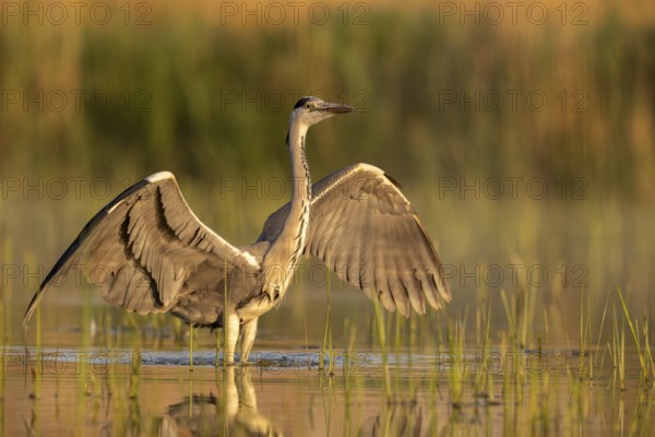 Grey heron (Ardea cinerea), bird, in water, morning light, Subotica, Serbia