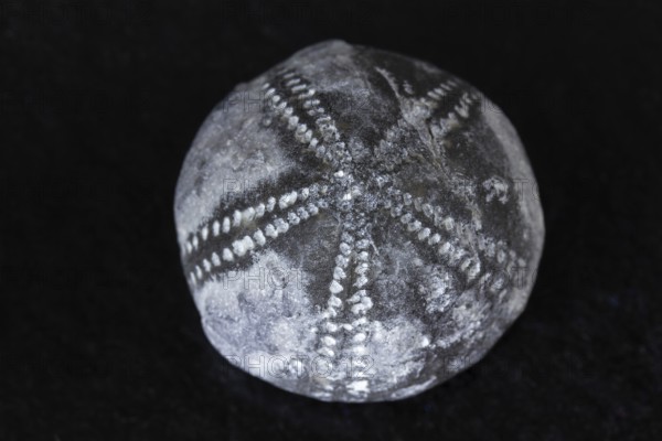 Detailed view of sea urchin fossil found in Rügen Germany