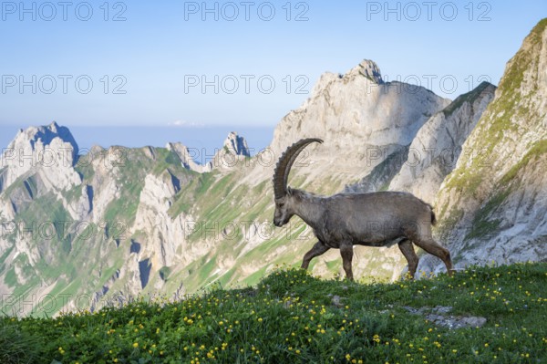 Steinbock (Capra ibex) in front of mountain panorama, male, Alpstein, Appenzell, Switzerland