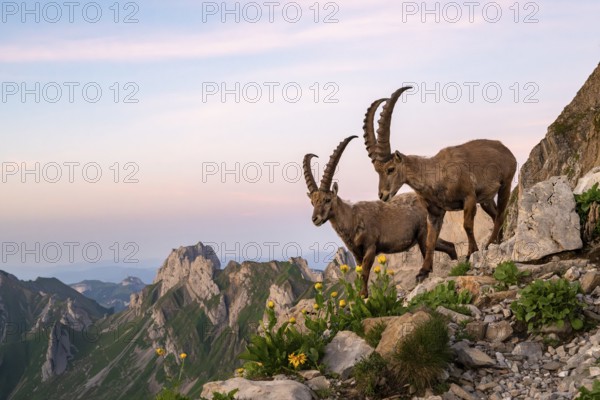 Two ibexes (Capra ibex) in front of mountain panorama, male, Alpstein, Appenzell, Switzerland