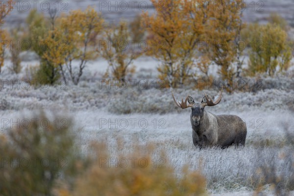 Bull elk (Alces alces) in autumn, autumn landscape, Norway