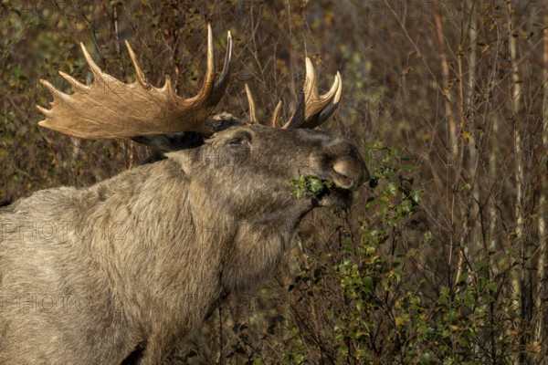 Portrait of bull moose (Alces alces), moose shovel, Denmark