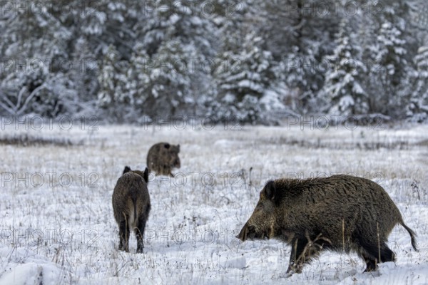 Wild boar boar (Sus scrofa) during mating season, meeting a stream in a winter landscape, fighting, confrontation, intoxication, winter landscape, Denmark