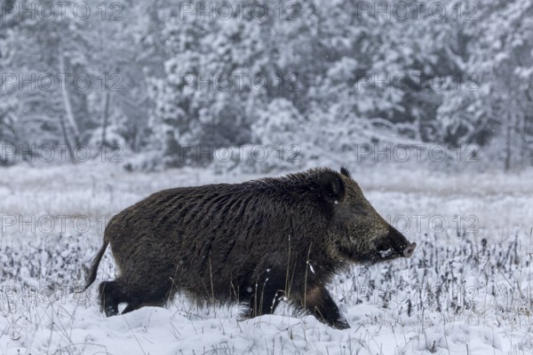 Wild boar boar (Sus scrofa) during mating season, looking for streams in winter landscape, intoxication season, winter landscape, Denmark