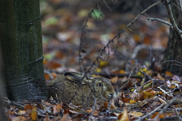 Brown hare (Lepus europaeus) sitting on the trunk of a European beech, Germany
