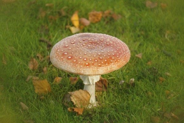 Red toadstool (Amanita muscaria), fruiting body, with alienation, North Rhine-Westphalia, Germany