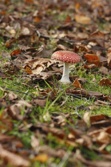 Red toadstool (Amanita muscaria), fruiting body, in autumn leaves, North Rhine-Westphalia, Germany