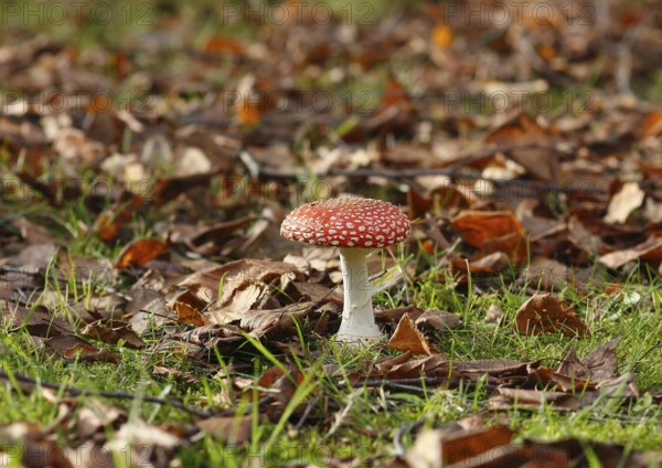 Red toadstool (Amanita muscaria), fruiting body, in autumn leaves, North Rhine-Westphalia, Germany