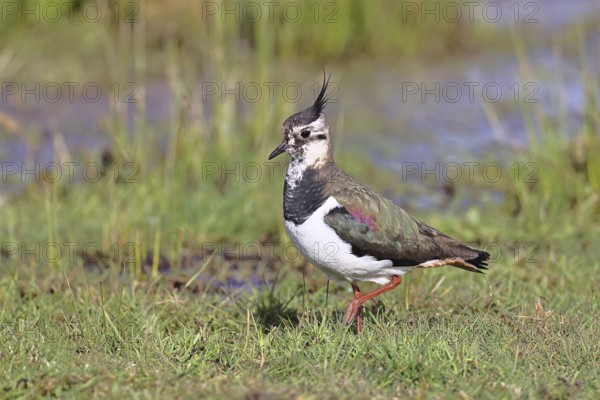 Lapwing (Vanellus vanellus), gorgeous dress, looking for food in a swampy meadow, wildlife, lembruch, ox moor, Dümmer nature park Park, Lower Saxony, Germany