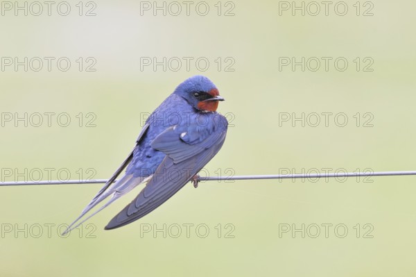 Barn swallow (Hirundo rustica) sitting on a pasture fence, wildlife, animals, birds, swallows, migratory bird, ox bog, Dümmer See nature park Park, Hüde, Lower Saxony, Germany