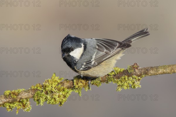 Pine tit (Periparus ater) sitting on moss-covered branch, wildlife, animals, birds, tit, Siegerland, North Rhine-Westphalia, Germany