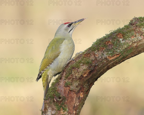 Grey woodpecker (Picus canus), male sitting on a thick branch covered with moss, wildlife, woodpeckers, nature photography, Neunkirchen, autumn, Siegerland, North Rhine-Westphalia, Germany