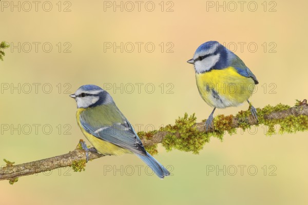 Blue tit (Parus caeruleus), two tits sitting on moss-covered branch, wildlife, animals, birds, tits, couple, Siegerland, North Rhine-Westphalia, Germany