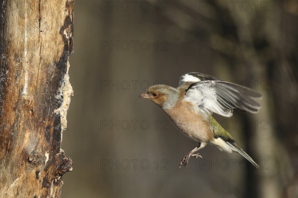 Chaffinch (Fringilla coelebs) male in flight, approach to forage wood, winter feeding, Allgäu, Bavaria, Germany, Allgäu, Bavaria, Germany