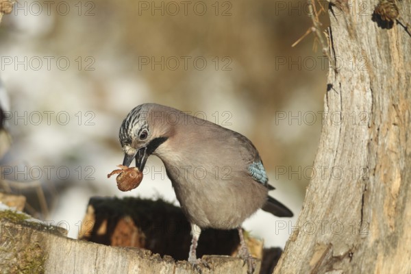 Eurasian Jay (Garrulus glandarius) with acorn (Quercus) in its beak, feeding in the forest during winter, Allgäu, Bavaria, Germany, Allgäu, Bavaria, Germany