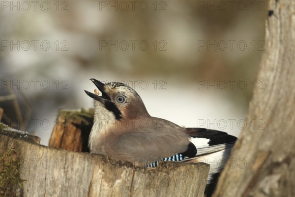 Eurasian Jay (Garrulus glandarius) throws corn (Zea Mays) into its beak during winter feeding in the forest, Allgäu, Bavaria, Germany, Allgäu, Bavaria, Germany