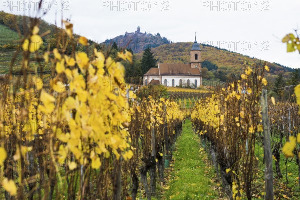 Chapel in the vineyards and castle Château du Haut-Kœnigsbourg, Kintzheim, Bas-Rhin department, Alsace, France