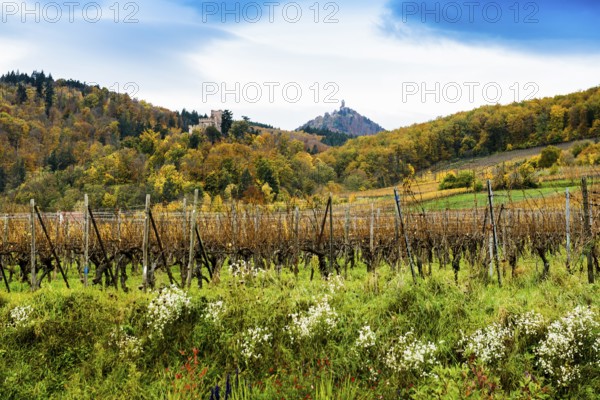 Château Kintzheim and Château du Haut-Kœnigsbourg Vineyards and Castle, Kintzheim, Bas-Rhin Department, Alsace, France