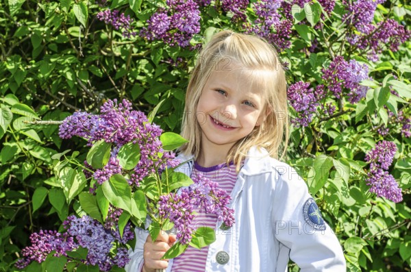 Little blonde 7-year-old girl stands surrounded by blooming lilacs and smiles at the camera in Ystad, Skåne County, Sweden, Scandinavia