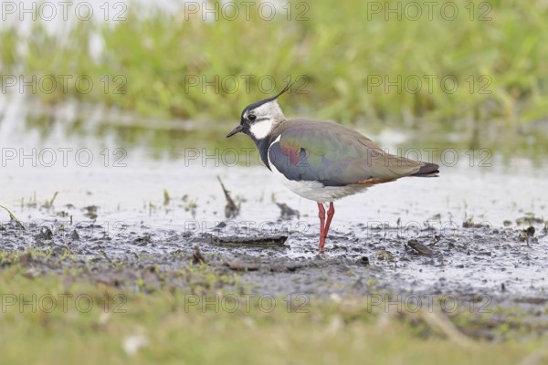Lapwing (Vanellus vanellus), gorgeous dress, looking for food in a swampy meadow, wildlife, lembruch, ox moor, Dümmer nature park Park, Lower Saxony, Germany