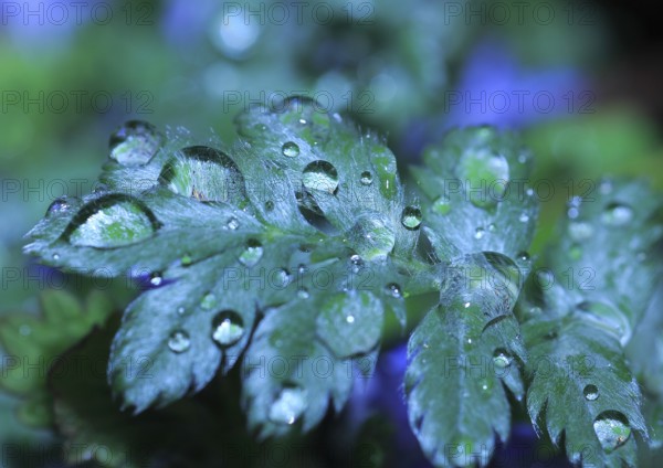 Goose cinderwort (Potentilla anserina), Alienation, North Rhine-Westphalia, Germany