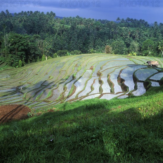 Terrace rice paddies north of Antosari, Bali, Indonesia