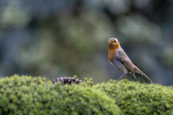 Robin (Erithacus rubecula), Emsland, Lower Saxony, Germany