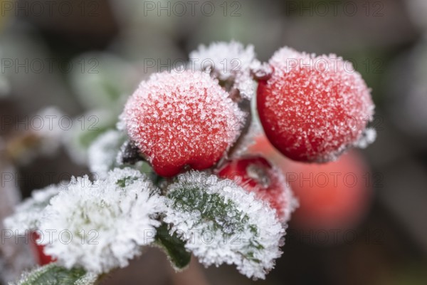 Cotoneaster (Cvotoneaster dammeri), fruits, Emsland, Lower Saxony, Germany