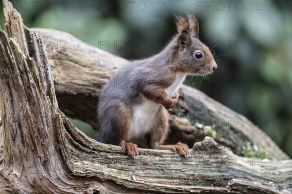 Squirrel (Sciurus vulgaris), Emsland, Lower Saxony, Germany