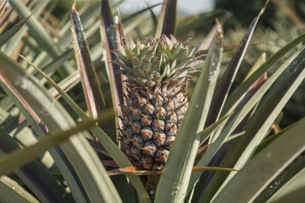 Pineapple plantation south of Hua Hin, Prachuap Khiri Khan, Central Thailand, Thailand