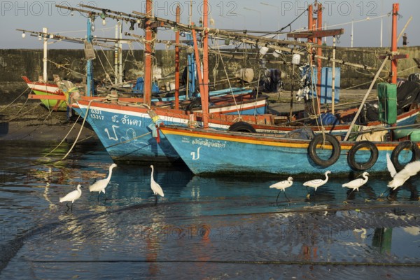 Colorful fishing boats and herons in harbor, sunset, Hua Hin, Prachuap Khiri Khan, Central Thailand, Thailand