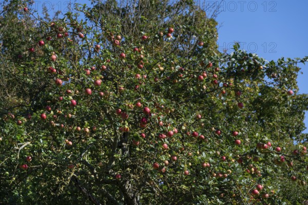 Ripe apples (Malus) on a tree, Mecklenburg-Western Pomerania, Germany